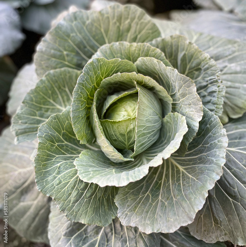 Close Up Organic Cabbage Growing in Garden