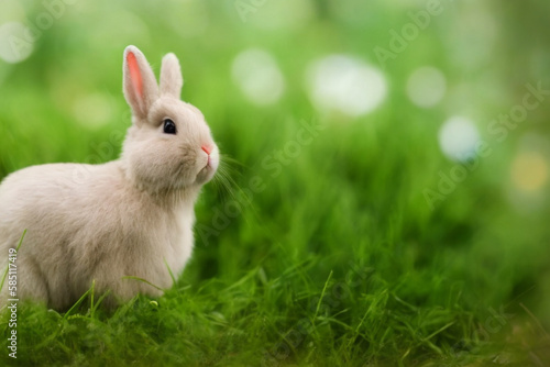 Beautiful white rabbit with plants in the background and beautiful green
