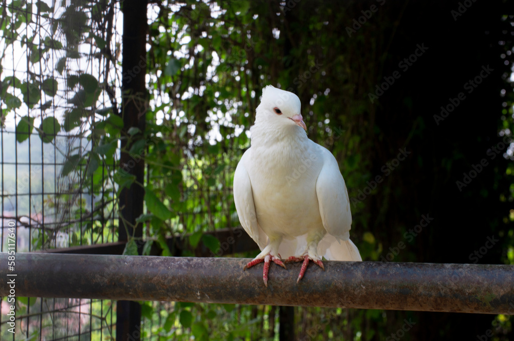 a white dove that lives in a zoo, is perched on a branch of wood a white dove that lives in a zoo, is perched on a branch of wood