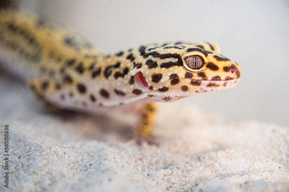 Leopard gecko on the sand Leopard gecko on the sand