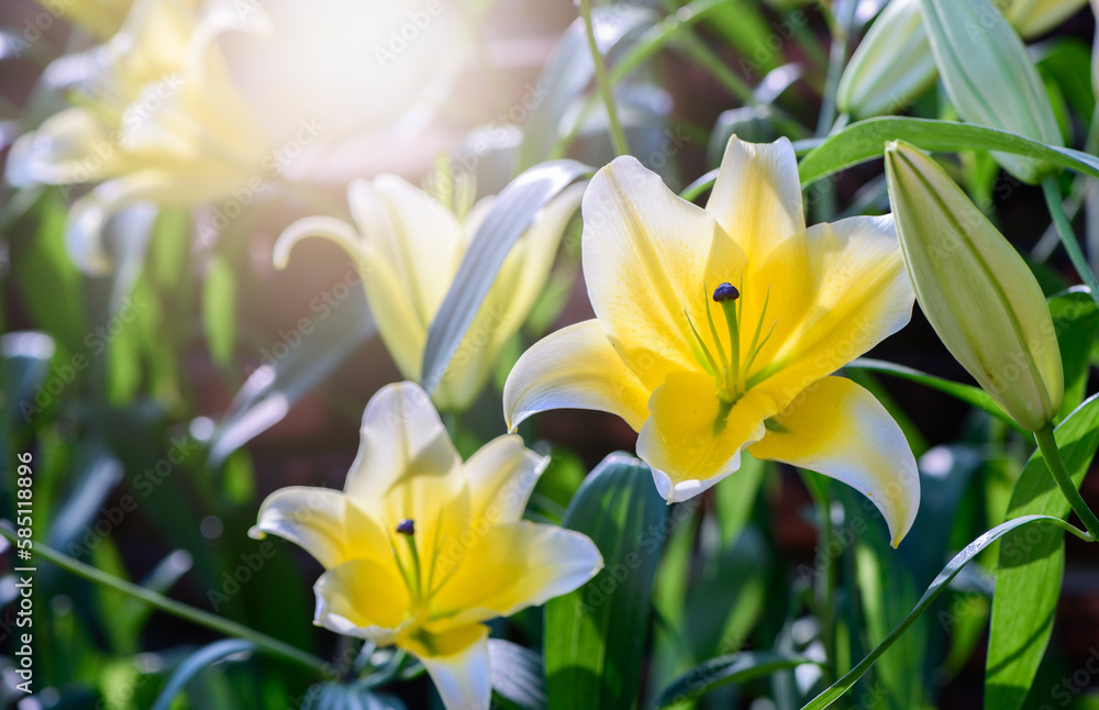 Fototapeta premium Beautiful yellow and white lily flower in garden, flower background