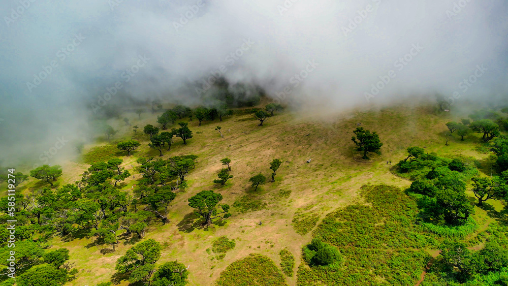 Madeira, Portugal. The magical Fanal Forest is part of the Laurisilva forest. Aerial view from drone with low clouds and trees