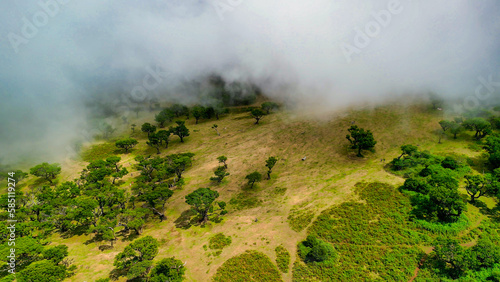 Madeira, Portugal. The magical Fanal Forest is part of the Laurisilva forest. Aerial view from drone with low clouds and trees © jovannig