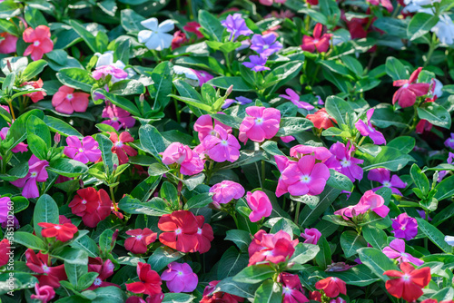 colorful of Madagascar periwinkle flower blooming in garden, flower background © kwanchaichaiudom