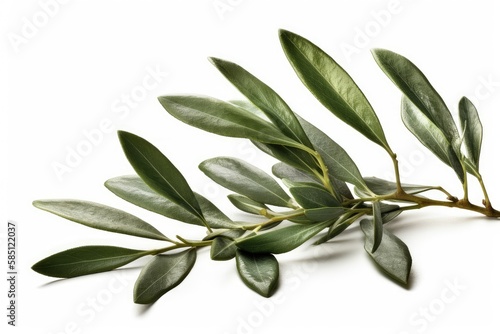 olive branch isolated on white background