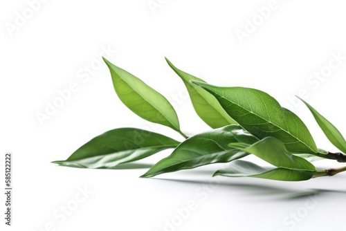 Green tea leaves © Man888