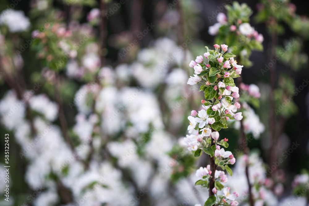White flowers bloom in the trees. Beautiful blooming garden on a sunny day White flowers bloom in the trees. Beautiful blooming garden on a sunny day