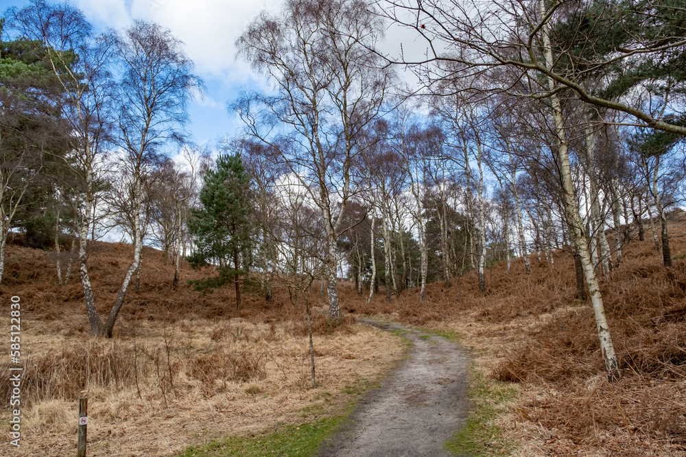 Tree lined footpath through Dunwich Heath on the Suffolk Coast Tree lined footpath through Dunwich Heath on the Suffolk Coast