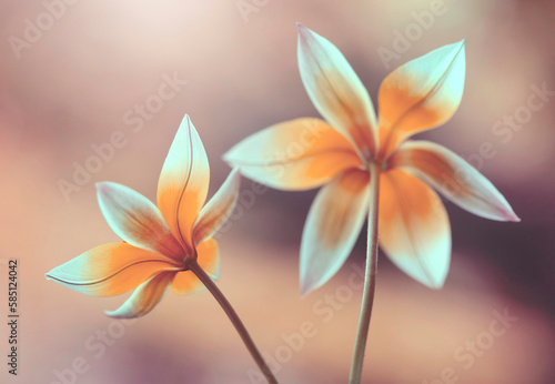 Tulipany botaniczne Tarda
