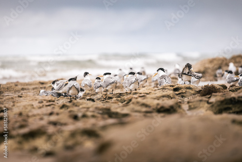 seagulls on the beach
