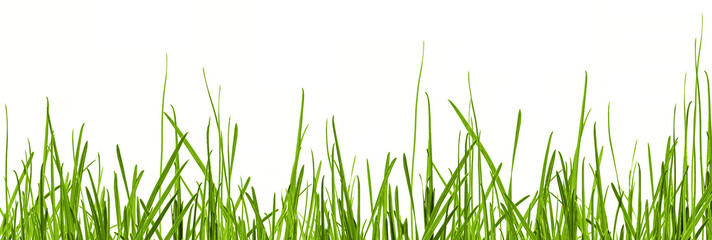 grass blades texture overlay, leaves of grass isolated on transparent background