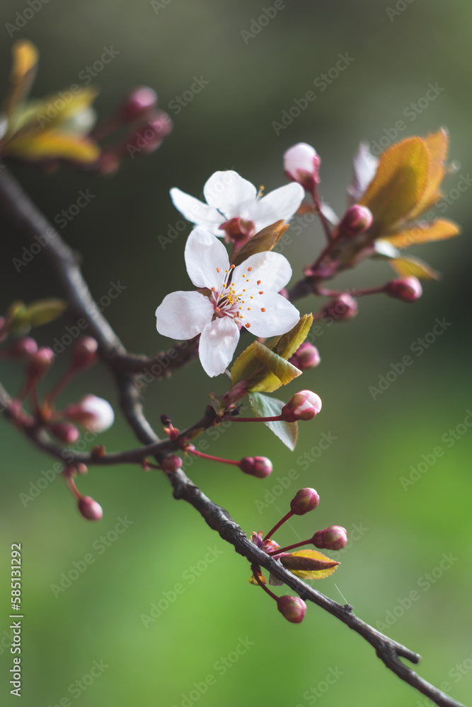 Spring cherry blossom, fresh flowers. Fruit tree branch. Blooming sakura. Floral green background, beautiful wallpaper, nature pattern. Selective focus. White petals close-up. Spring cherry blossom, fresh flowers. Fruit tree branch. Blooming sakura. Floral green background, beautiful wallpaper, nature pattern. Selective focus. White petals close-up.