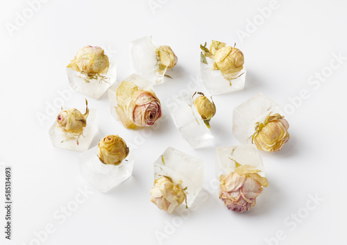 Rose buds in ice cubes on white isolated