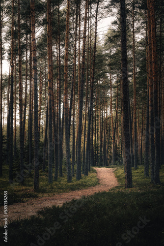 Roztocze środkowe - Lubelszczyzna, Polska, roztoczański mglisty las © RafalDlugosz