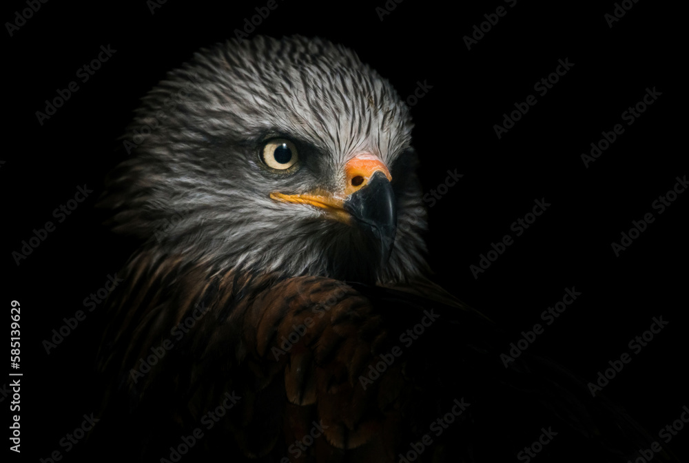 Fototapeta premium bird of prey