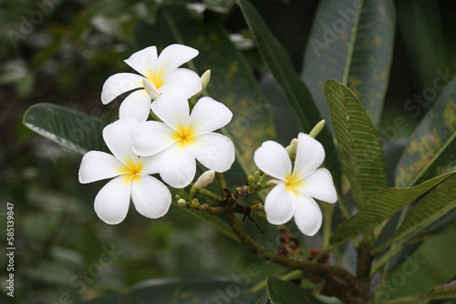 plant, plants, nature, green, cute, flower, flowers, floral, botanical, garden, aesthetic, cactus, leaves, summer, leaf, spring, succulent, love, watercolor, pattern, pink, cacti, funny, trendy, yello