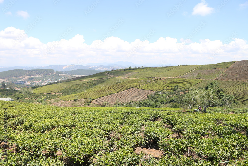 
tea plantation, 