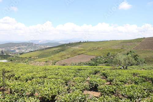  tea plantation, 