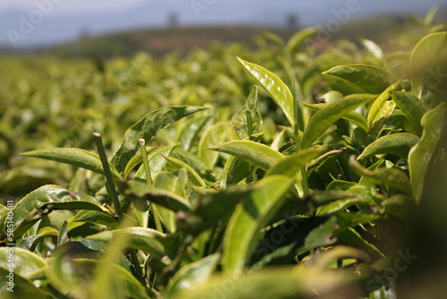 
tea plantation, 