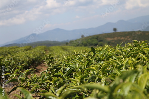 
tea plantation, 