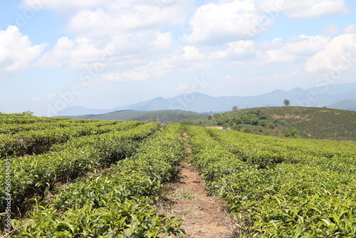 
tea plantation, 