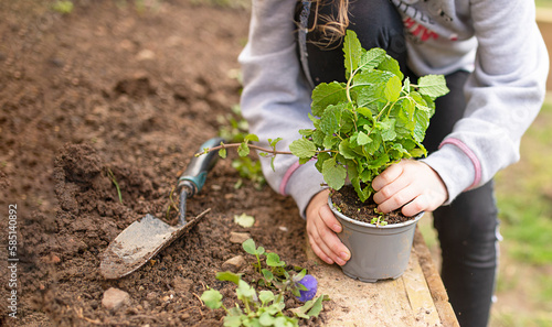 Photography kid doing gardening, planting herbs, mint in the garden in spring, close up
