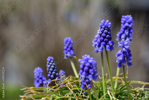 紫色のムスカリの花（埼玉県/3月）