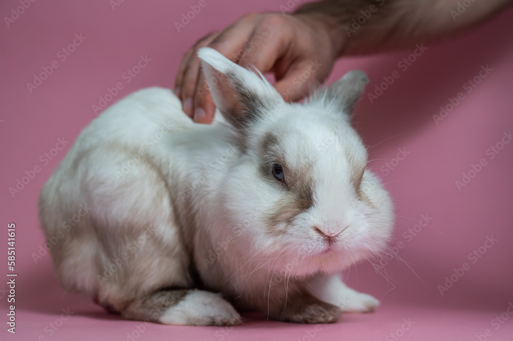A man pets a cute gray and white rabbit on a pink background.