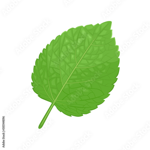 Green melissa leaf isolated on white background. Vector cartoon illustration of fragrant herb. Medical plant icon.