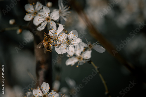 Bee on a flower