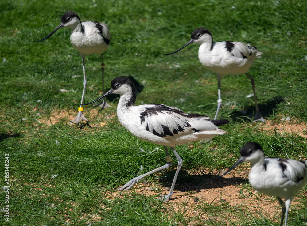 Fototapeta premium Long-billed Curlew shorebird of the family Scolopacidae