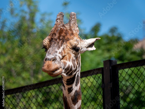 Beautiful giraffe stands tall on blue sky background