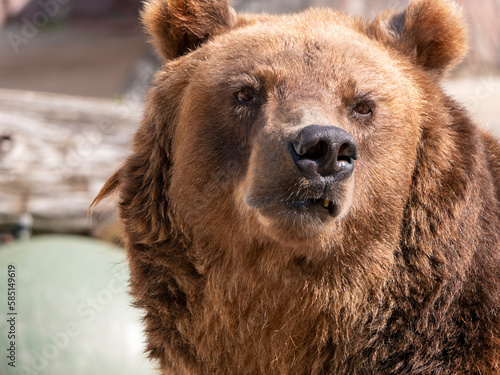 Brown bear Ursus arctos portrait on the hunt