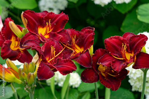 Beautiful dark burgundy daylily flower in the garden on a flower bed.