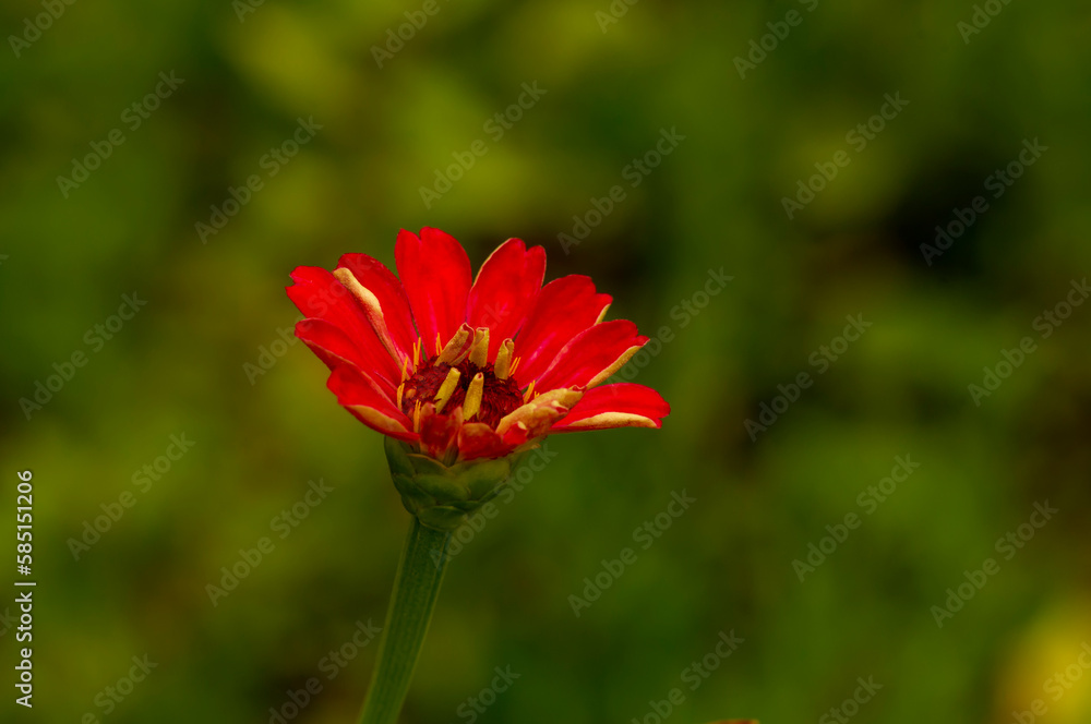 Close up of Zinnia elegans flower blooming in a sunny day, shallow focus Close up of Zinnia elegans flower blooming in a sunny day, shallow focus