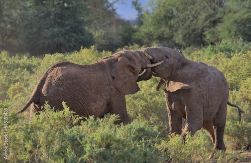 young male african elephants sparring to test strength and dominance engaged in headlock in the wild savannah of buffalo springs national reserve, kenya photo