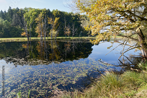 kleines Biotop in der Natur