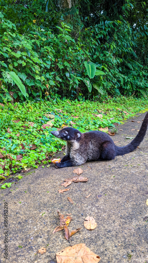 Naklejka premium white-nosed coati eating an apple