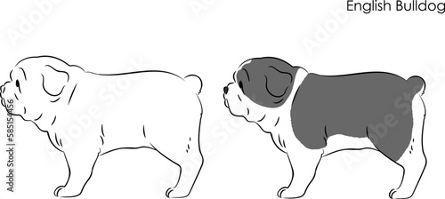 Simple and cute hand drawn line art illustration of English Bulldog in side view