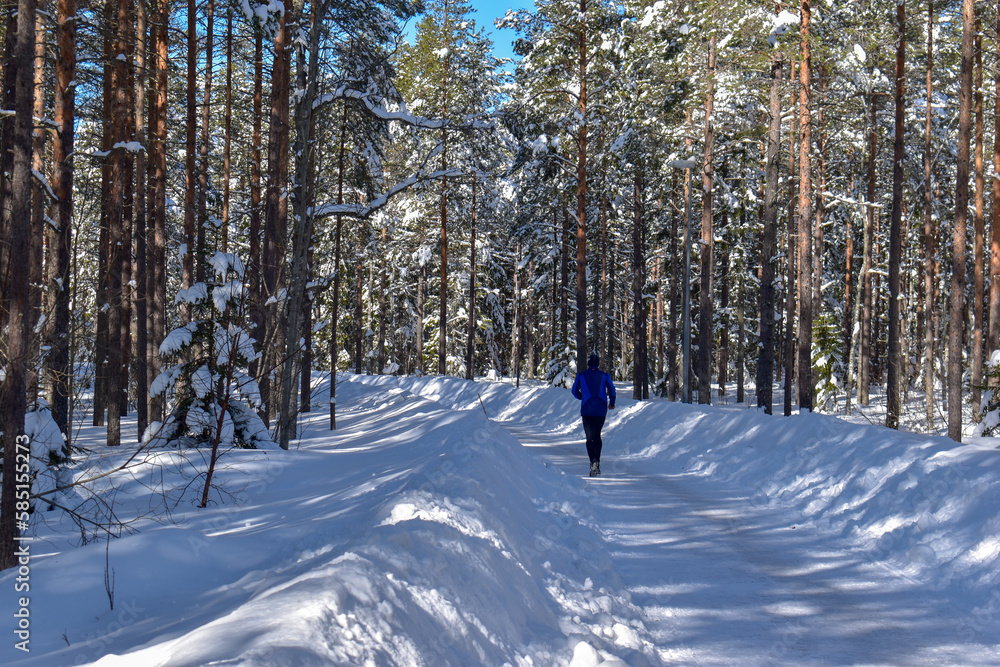 A snowy winter forest on a sunny cold day in Umea, Sweden.