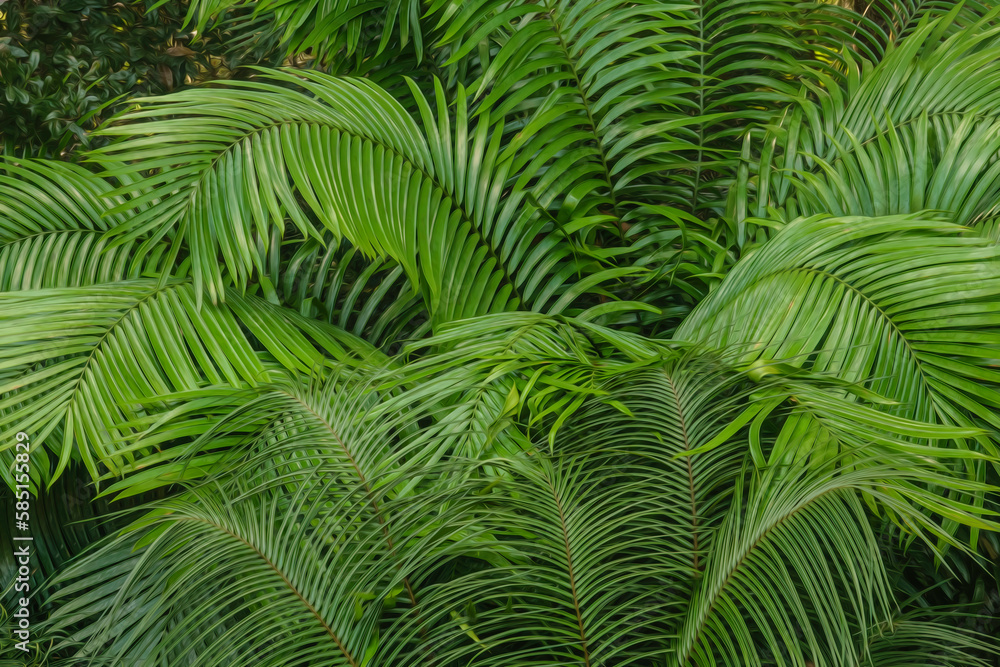 Lush foliage of unidentified species of cycad, a primitive seed-bearing plant little changed since the Jurassic period, in a Floridian garden, with digital oil-painting effect Lush foliage of unidentified species of cycad, a primitive seed-bearing plant little changed since the Jurassic period, in a Floridian garden, with digital oil-painting effect