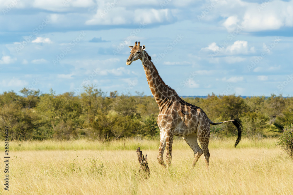 Obraz premium South African Giraffe (Giraffa giraffa giraffa) or Cape giraffe walking on the savanna with a blue sky with clouds in Kruger National Park in South Africa