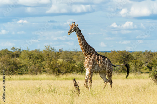 Fototapeta Naklejka Na Ścianę i Meble -  South African Giraffe (Giraffa giraffa giraffa) or Cape giraffe walking on the savanna with a blue sky with clouds in Kruger National Park in South Africa