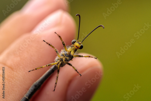 an ant lion on the hand of a naturalist. close-up macro photography