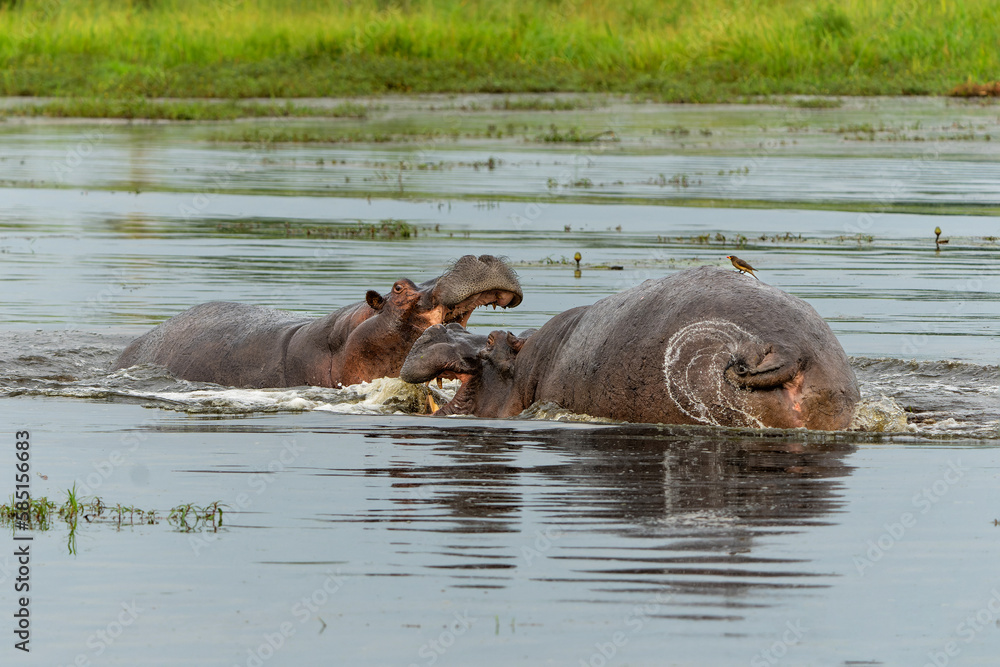 Hippopotamus fighting in the Okavanga Delta in Botswana. Aggressive hippo bulls fighting for dominance in a pool in the delta. Hippopotamus fighting in the Okavanga Delta in Botswana. Aggressive hippo bulls fighting for dominance in a pool in the delta.