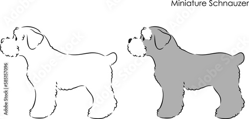 Miniature Schnauzer side view standing