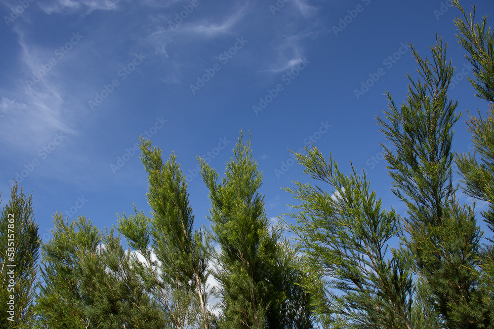 .beautiful view of eucalyptus plantation in sunny day .beautiful view of eucalyptus plantation in sunny day