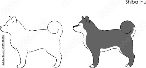 Simple and cute hand drawn line art illustration of Shiba Inu in side view