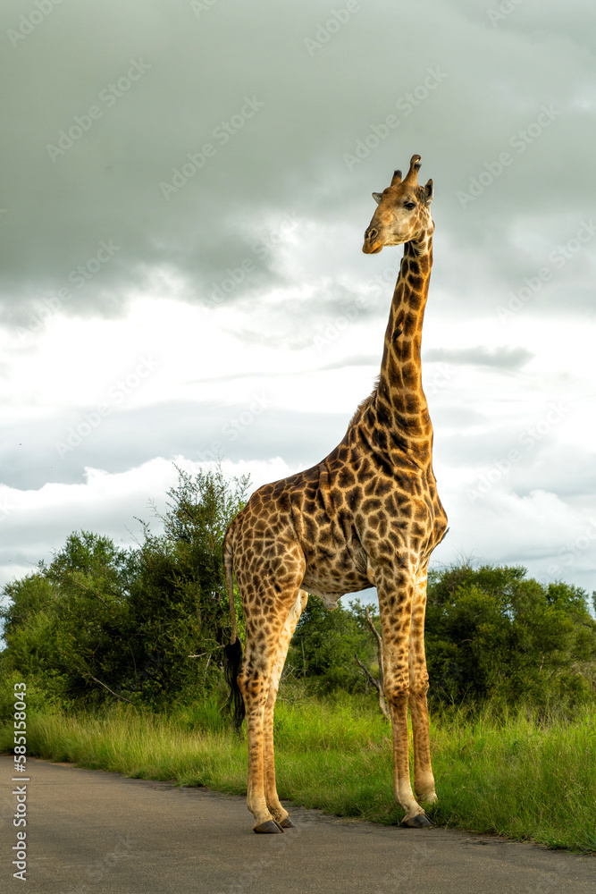 Obraz premium South African Giraffe (Giraffa giraffa giraffa) or Cape giraffe walking in the green season in Kruger National Park in South Africa