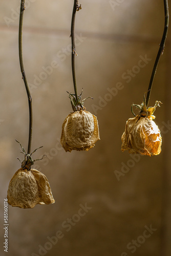 dried white roses  photo